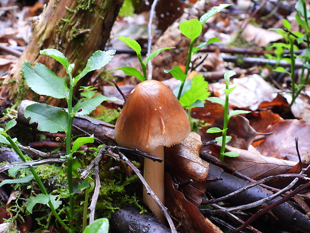 muchotrávka plavohnedá Amanita fulva Fr.