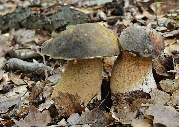 hríb bronzový Boletus aereus Bull. ex Fr.