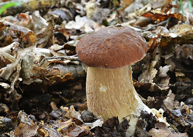 hríb dubový Boletus reticulatus Schaeff.