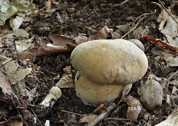 hríb Boletus sp.