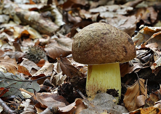 hríb príveskatý Butyriboletus appendiculatus (Schaeff. ex Fr.) Secr.