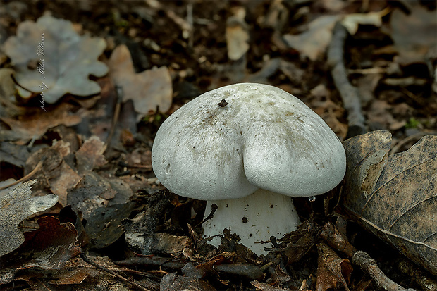 hodvábnica veľká Entoloma sinuatum (Bull.) P. Kumm.