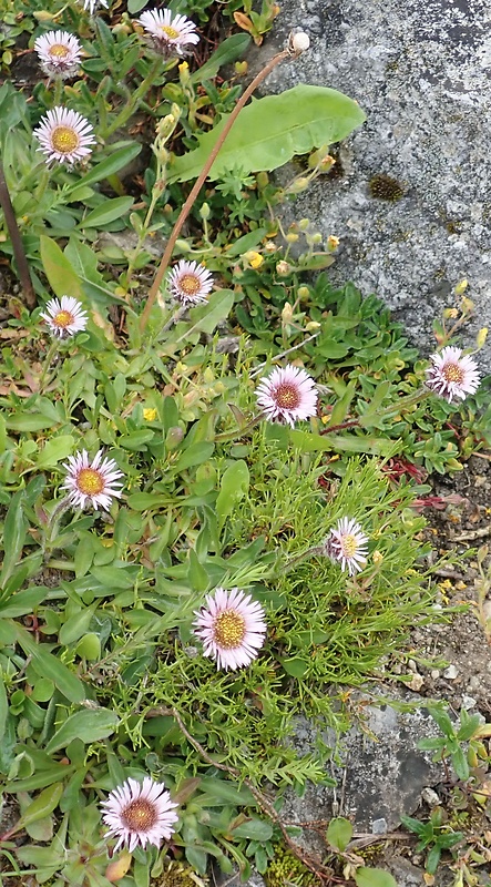 turica alpínska Erigeron alpinus L.