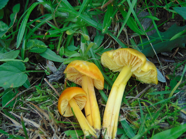 lúčnica citrónovožltá Hygrocybe chlorophana (Fr.) Wünsche