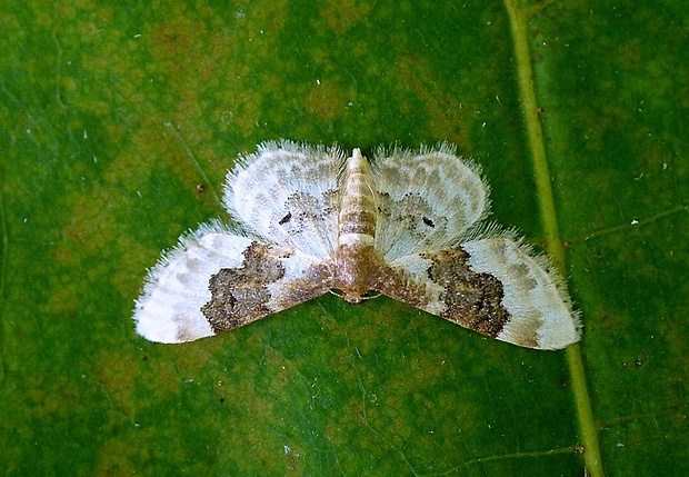 piadica poľná Idaea rusticata