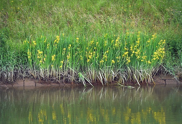 kosatec žltý Iris pseudacorus L.