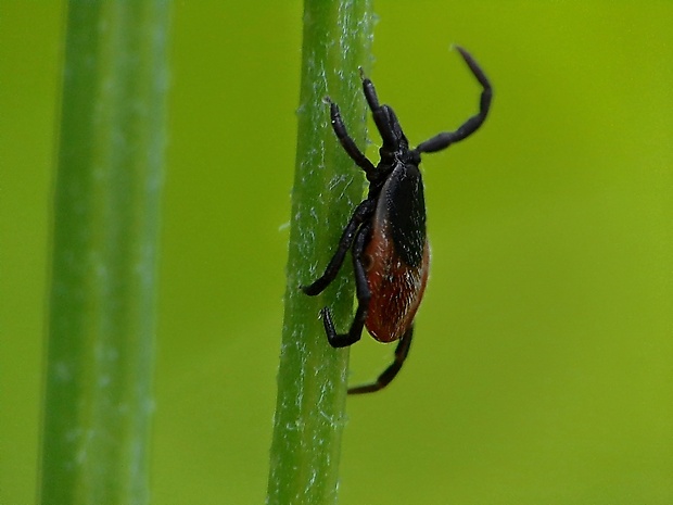 kliešť obyčajný Ixodes ricinus