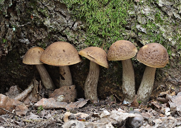 kozák hrabový Leccinum pseudoscabrum (Kallenb.) Šutara