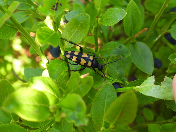 fúzač štvorpásavý Leptura qadrifasciata