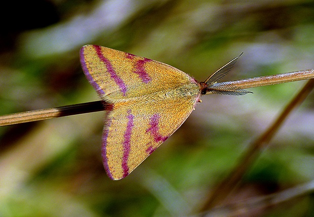 piadivka purpurová Lythria purpuraria