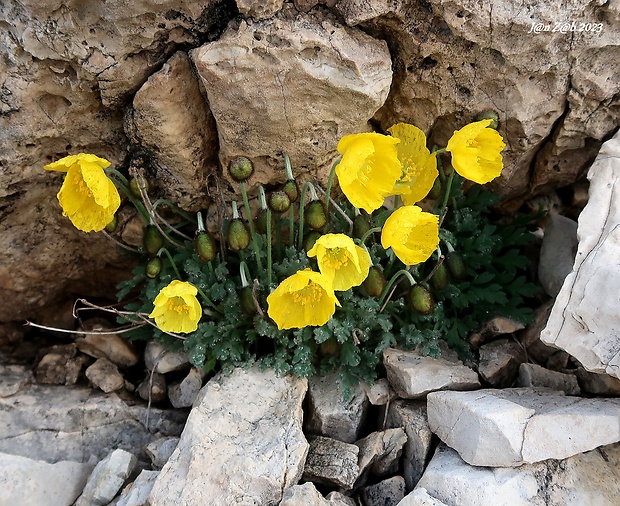 mak Papaver aurantiacum Loisel.