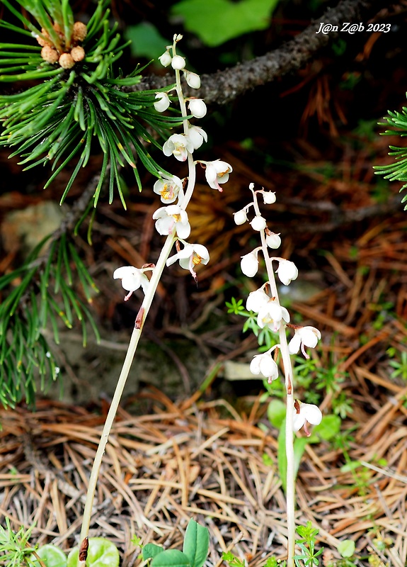 hruštička okrúhlolistá Pyrola rotundifolia L.