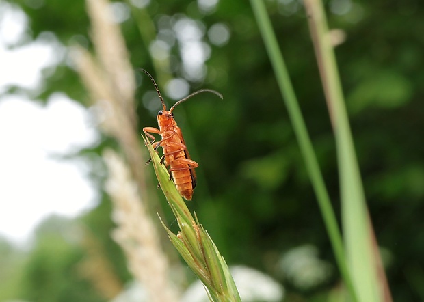 snehuľčík žltý Rhagonycha fulva