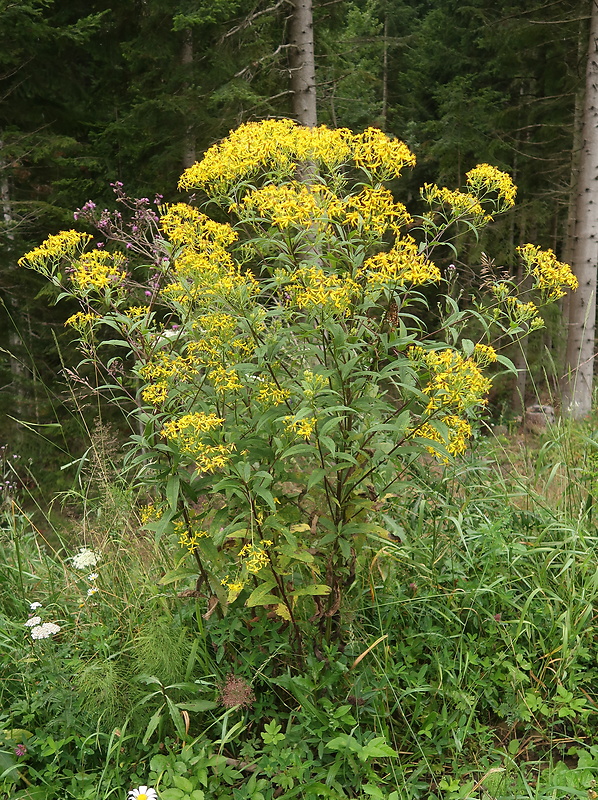 starček Senecio sp.