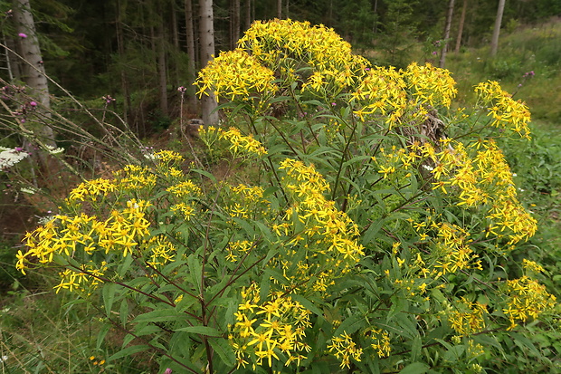 starček Senecio sp.