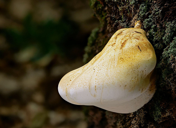 brezovník dubový Buglossoporus quercinus (Schrad.) Kotl. & Pouzar