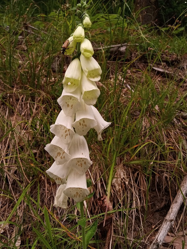 náprstník červený - biela forma Digitalis purpurea L.