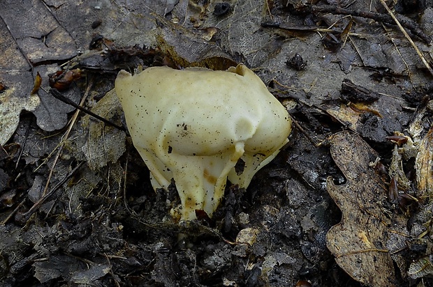 chriapač rebernatý Helvella costifera Nannf.