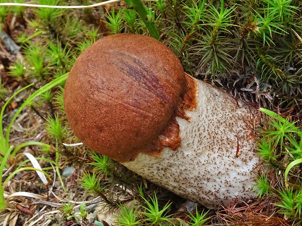 kozák smrekový Leccinum piceinum Pilát & Dermek