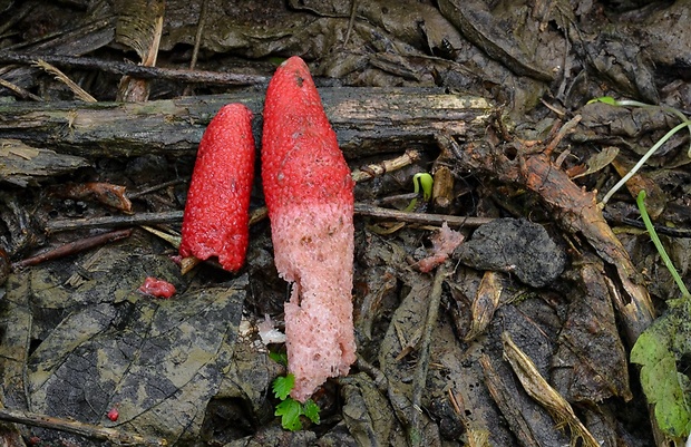 psovka Mutinus ravenelii (Berk. & M.A. Curtis) E. Fisch.