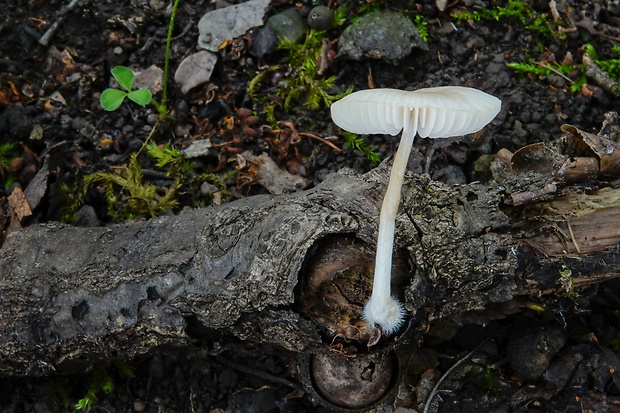 štítovka hľúzkovitá Pluteus semibulbosus (Lasch) Quél.