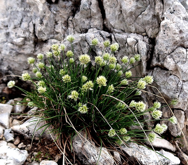 ostrevka Sesleria sphaerocephala Ard.