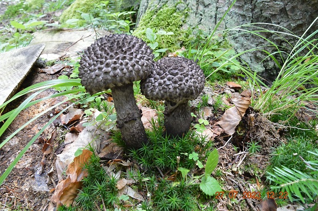 šiškovec šupinatý Strobilomyces strobilaceus (Scop.) Berk.