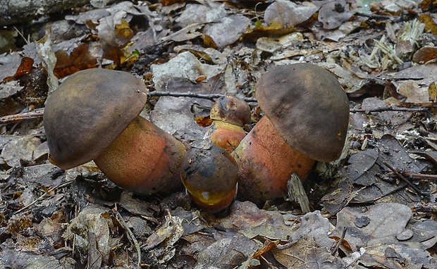 hríb zrnitohlúbikový Sutorius luridiformis (Rostk.) G. Wu & Zhu L. Yang