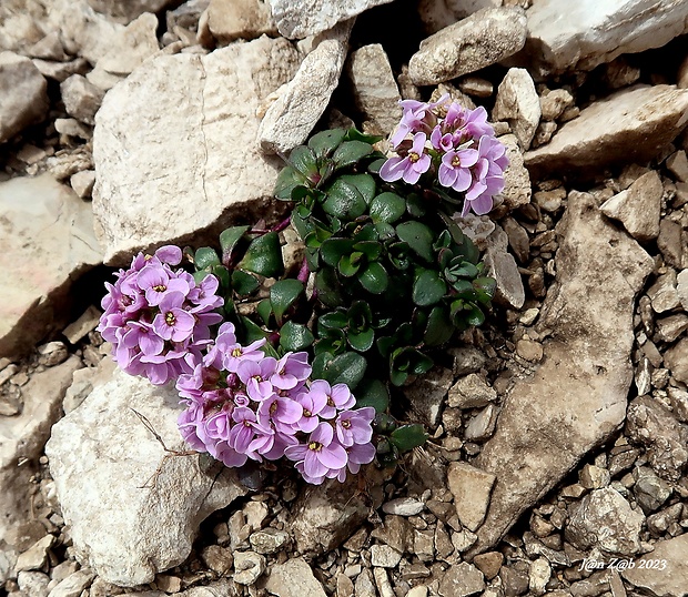 peniažtek Thlaspi rotundifolium (L.) Gaudin