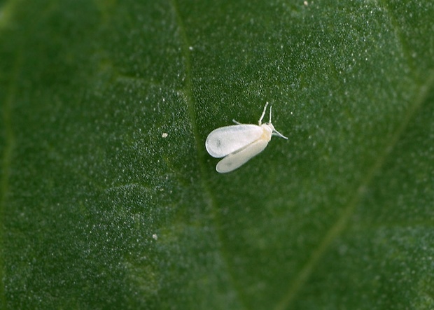 molica skleníková Trialeurodes vaporariorum