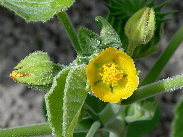 podslnečník theofrastov Abutilon theophrasti Medik.