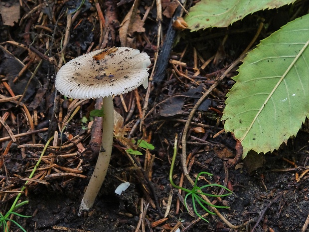 muchotrávka Amanita sp.