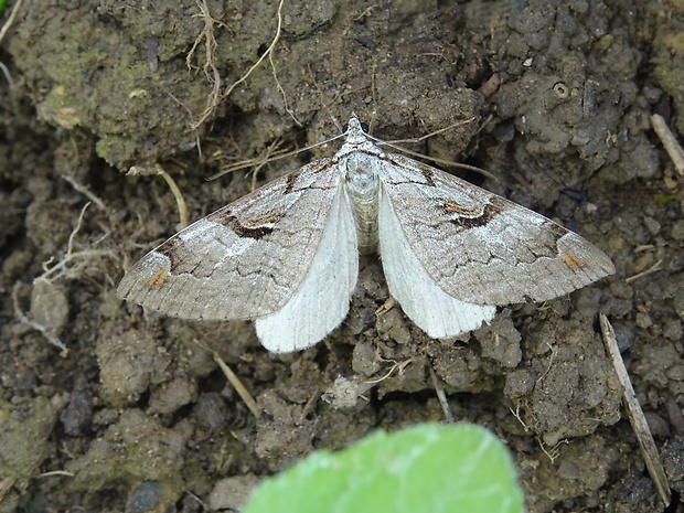 piadivka ľubovníková Aplocera praeformata