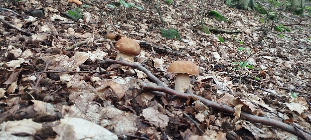 hríb dubový Boletus reticulatus Schaeff.