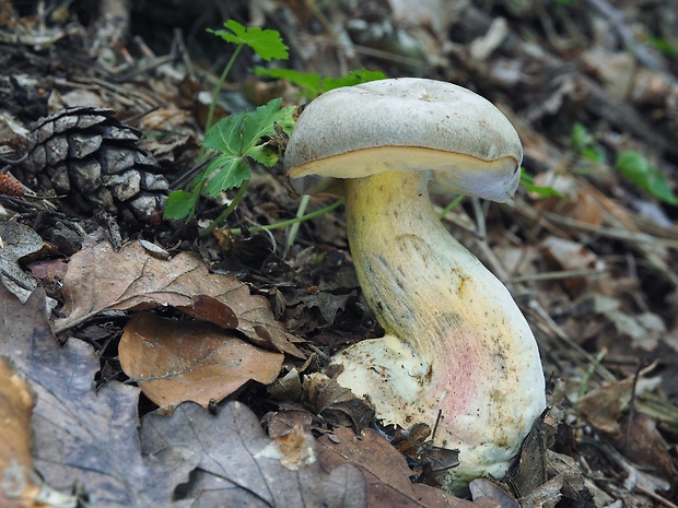 hríb striebristý Butyriboletus fechtneri (Velen.) D. Arora & J.L. Frank