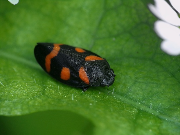 peniarka nížinná Cercopis sanguinolenta