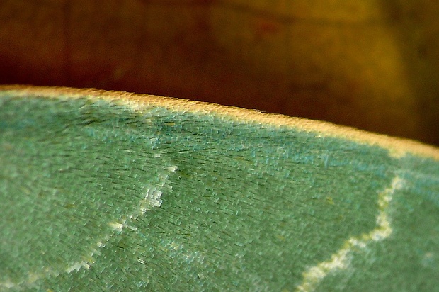 piadivka vresovisková (sk) / zelenopláštník hlohový (cz) Chlorissa viridata (Linnaeus, 1758)