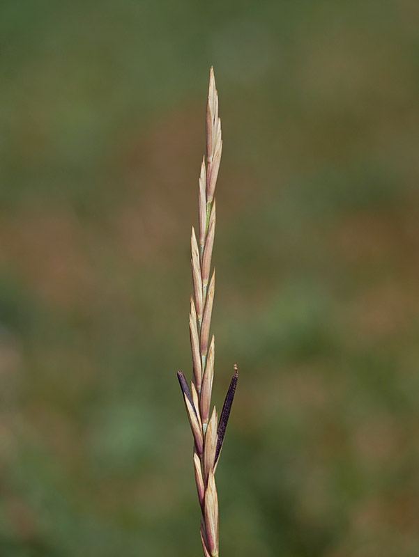 kyjanička purpurová Claviceps purpurea (Fr.) Tul.