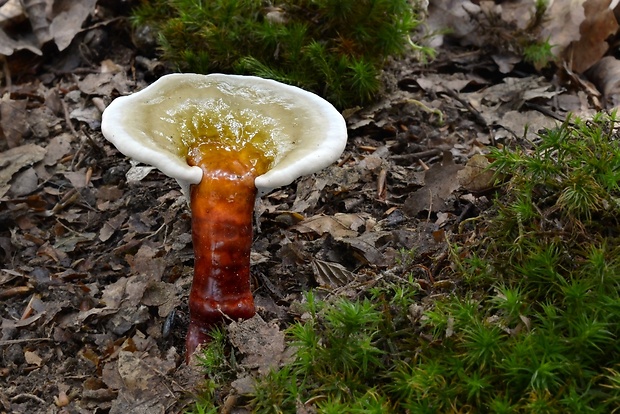 lesklokôrovka obyčajná Ganoderma lucidum (Curtis) P. Karst.