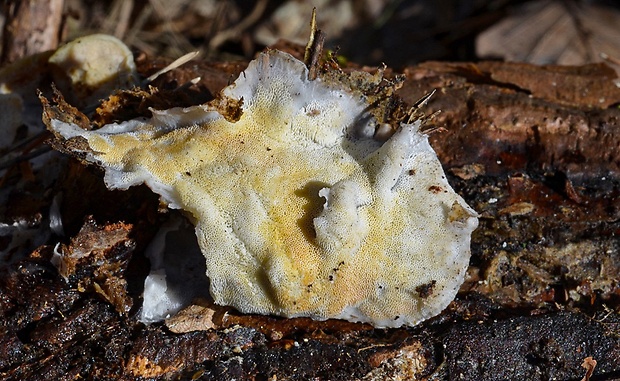 kostrovka beztvárna Skeletocutis amorpha (Fr.) Kotl. & Pouzar