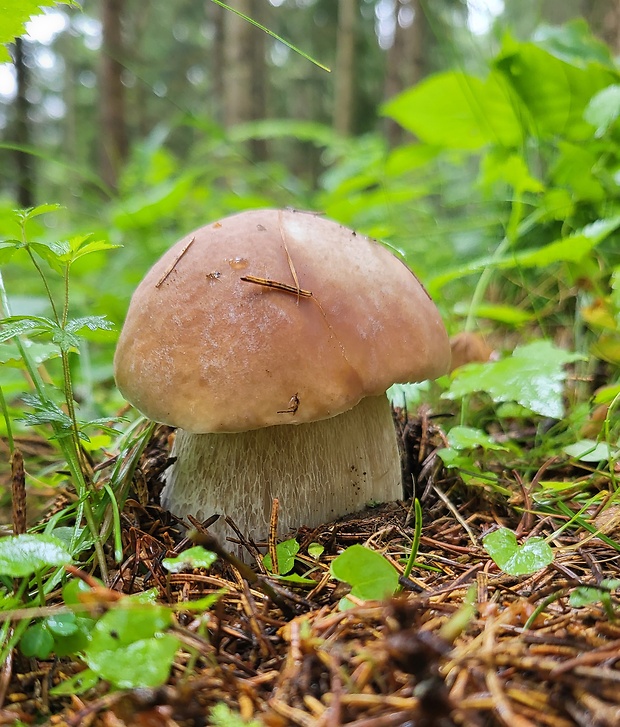 hríb smrekový Boletus edulis Bull.