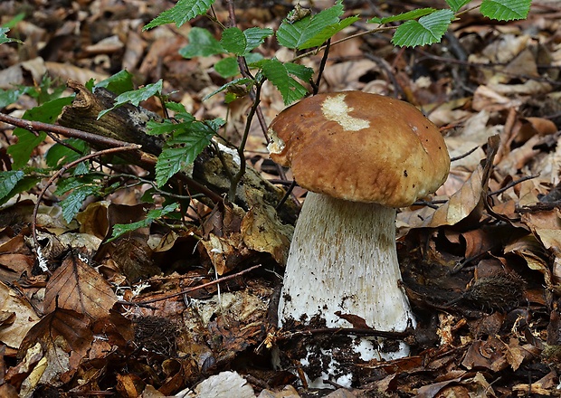 hríb smrekový Boletus edulis Bull.