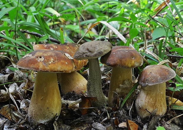 hríb dubový Boletus reticulatus Schaeff.