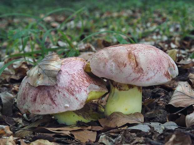 hríb kráľovský Butyriboletus regius (Krombh.) D. Arora & J.L. Frank