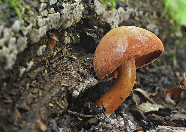 meďovec korenistý Chalciporus piperatus (Bull.) Bataille