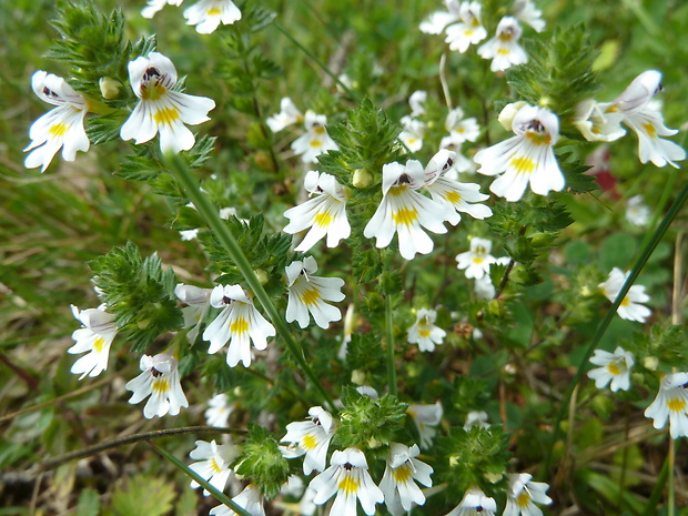 očianka rostkovova Euphrasia rostkoviana Hayne