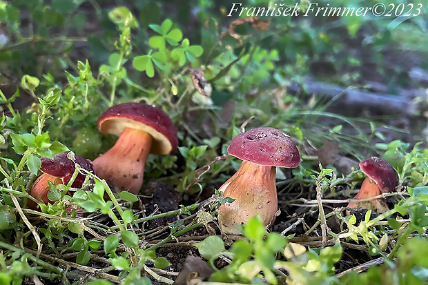 suchohríb karmínový Hortiboletus rubellus (Krombh.) Simonini, Vizzini & Gelardi