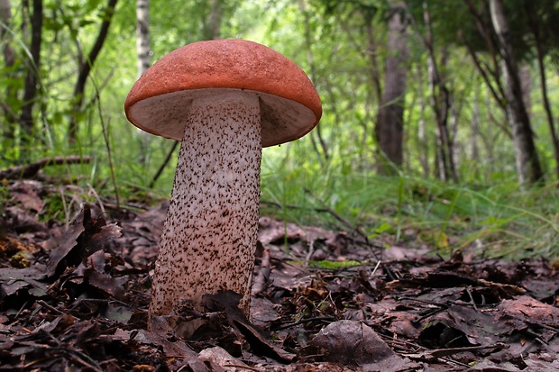 kozák dubový Leccinum aurantiacum (Bull.) Gray