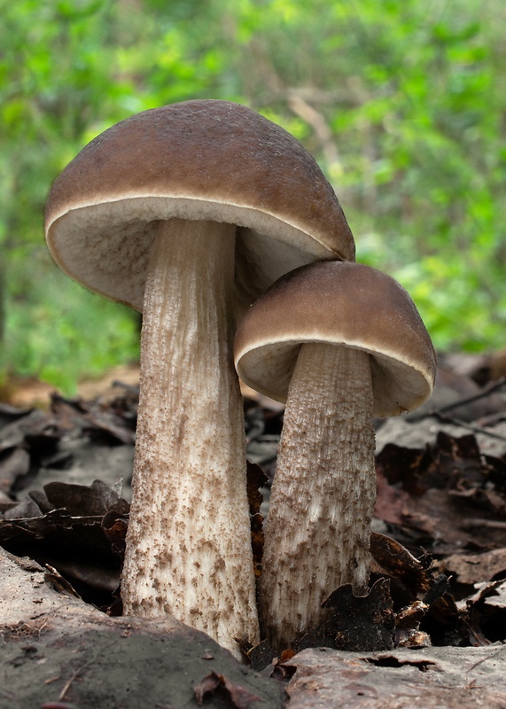 kozák hrabový Leccinum pseudoscabrum (Kallenb.) Šutara