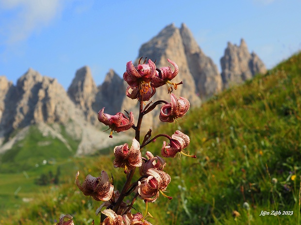 ľalia zlatohlavá Lilium martagon L.